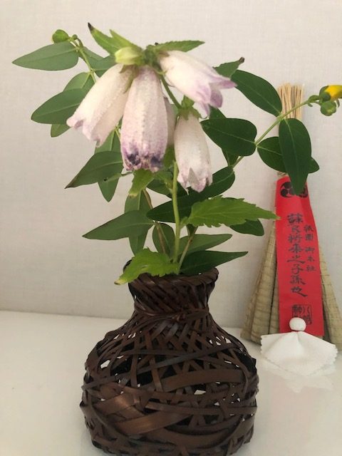 蛍袋咲きました 日本文化としつらい 蛍袋咲きました 日本文化としつらい